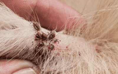 What Are the Differences Between Fleas and Ticks?