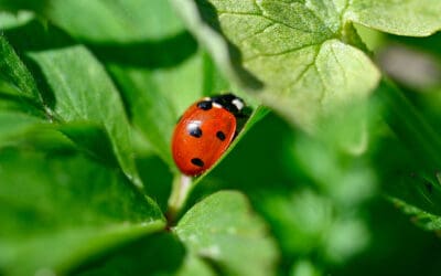 When Are Ladybugs Most Active?