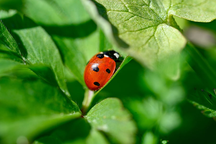 When Are Ladybugs Most Active?