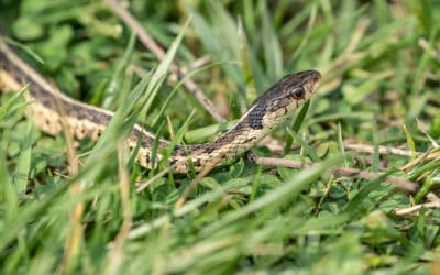 DIY Snake Repellent Methods For Your Home
