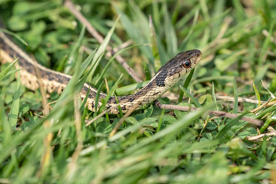 DIY Snake Repellent Methods For Your Home