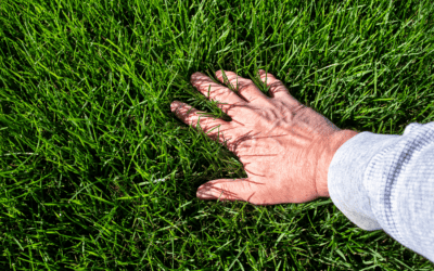 How to Properly Care for Your Georgia Lawn this Summer