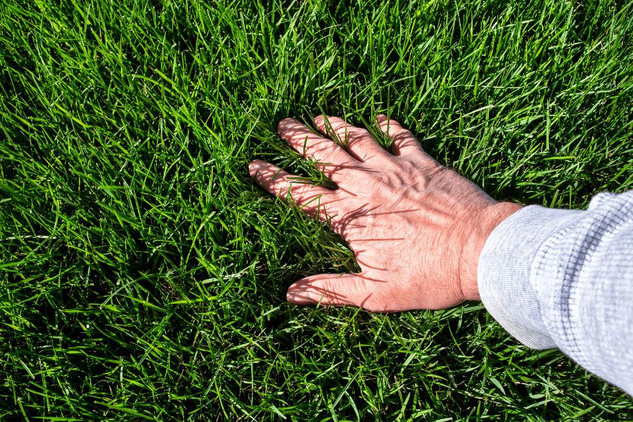 How to Properly Care for Your Georgia Lawn this Summer