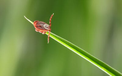 Common Summer Pests In Georgia