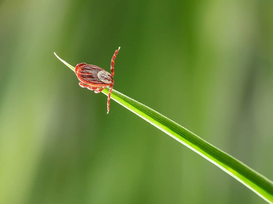 Common Summer Pests In Georgia