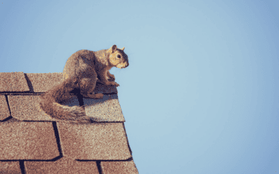 Common Summer Wildlife in Georgia