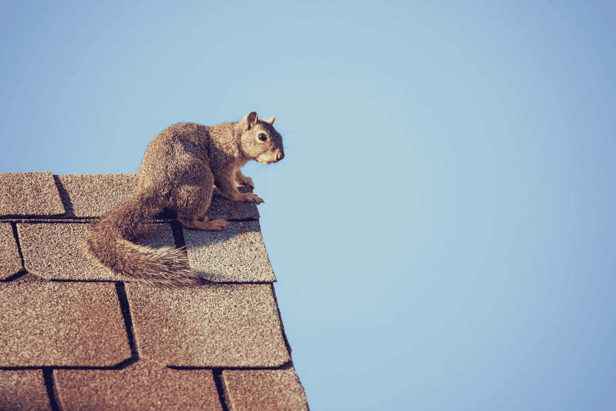 Common Summer Wildlife in Georgia