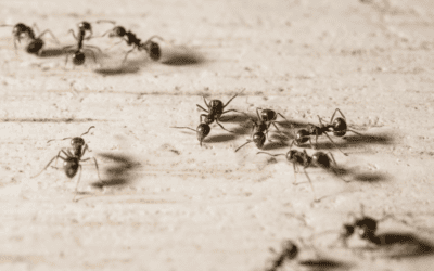 How to Prevent Different Types of Ants in Your Home and Property