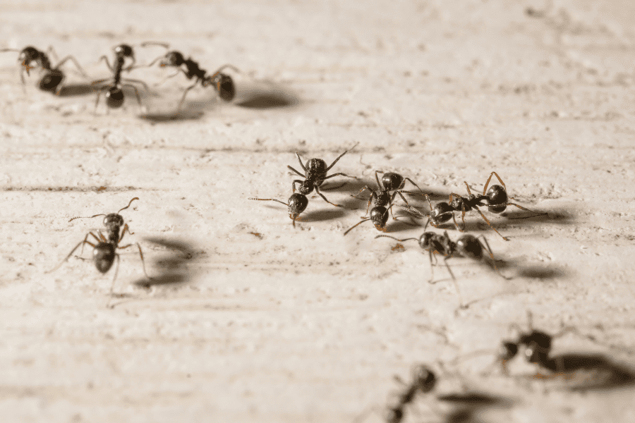 How to Prevent Different Types of Ants in Your Home and Property