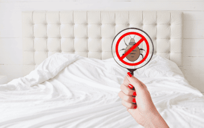 Avoiding  Bed Bugs After Traveling in South Florida