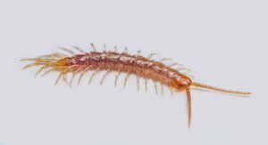 Centipede
