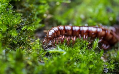 How to Spot Centipedes and Millipedes
