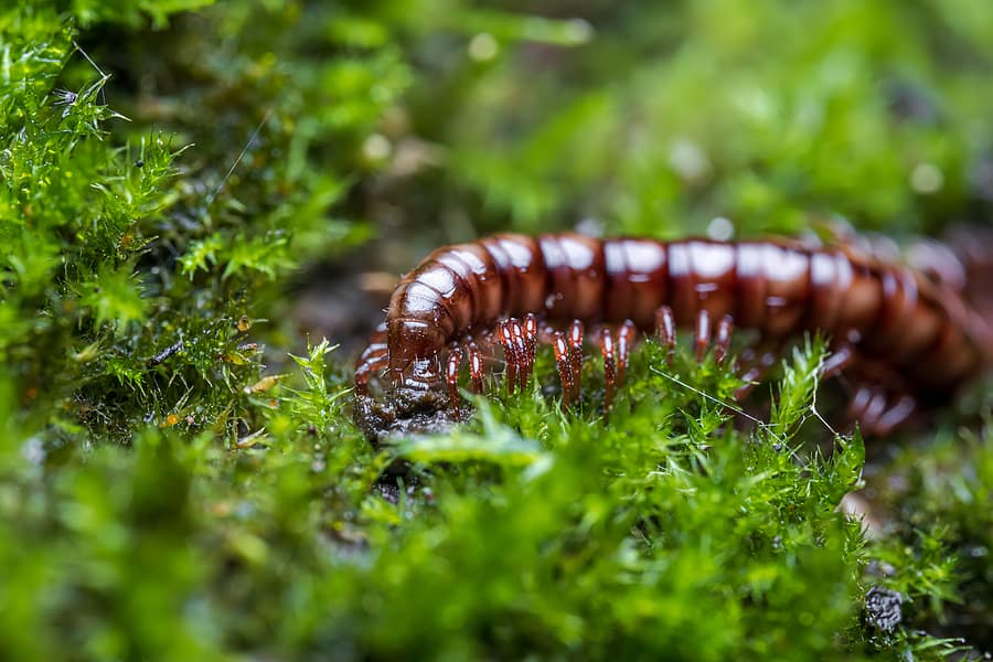Centipedes and Millipedes