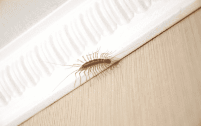 What Pests are in My Home this Summer?