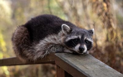Summer Wildlife: Raccoons