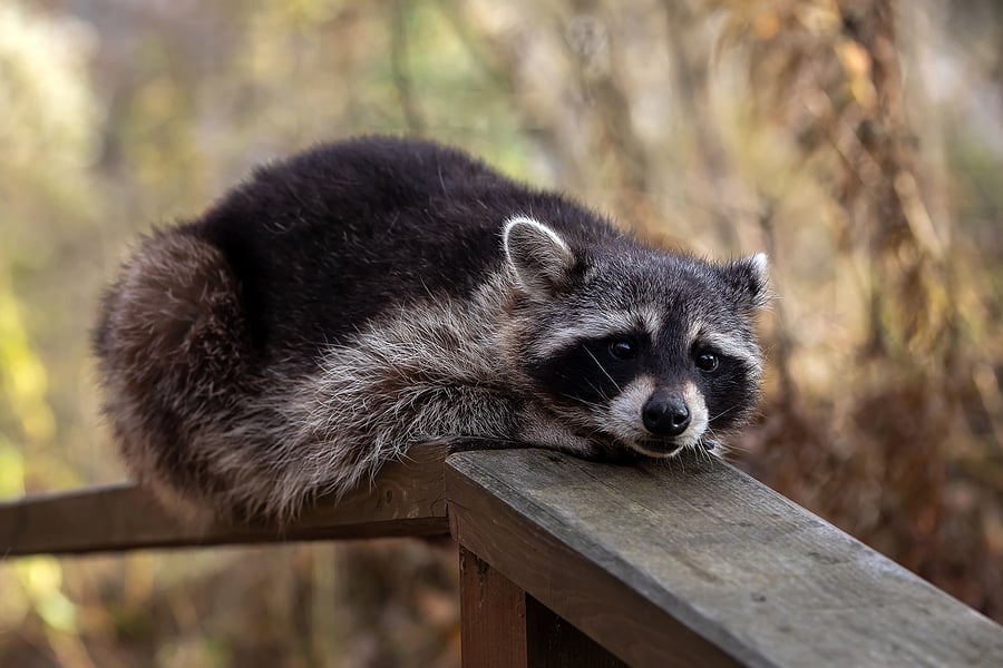 Summer Wildlife: Raccoons