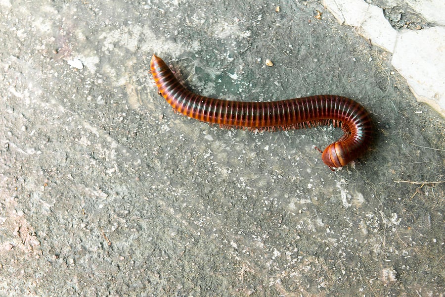 Millipedes