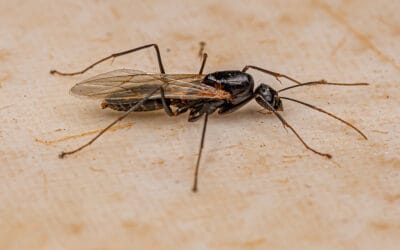 Carpenter Ants vs Termites: Spot the Difference