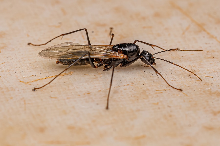 carpenter ants and termites