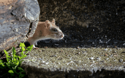 Preventing Common Rodents in South Florida