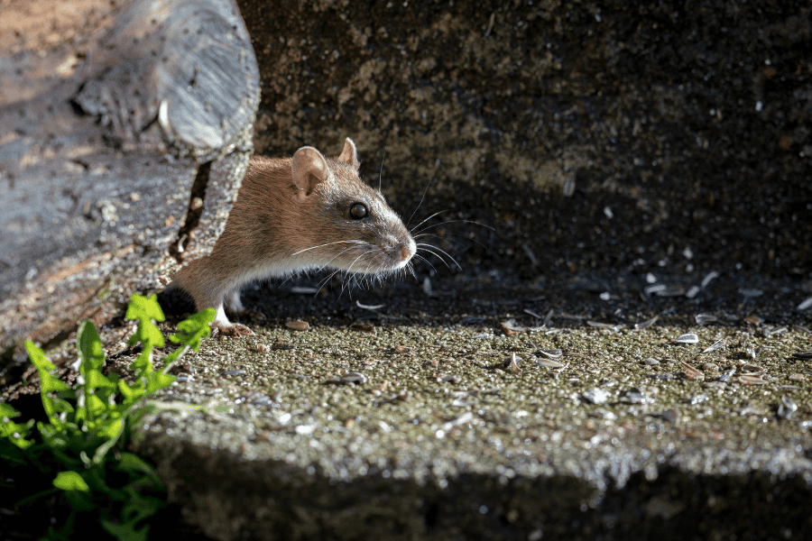 Preventing Common Rodents in South Florida