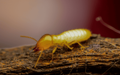 How to Protect your Home from Termites this Summer