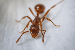 Florida pests