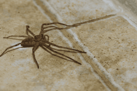 Why Are Spiders Invading my South Florida Home? | Northwest Exterminating