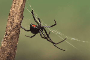 common Georgia spiders