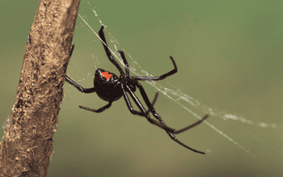 Common Spooky Spiders You’ll See This Fall in Georgia