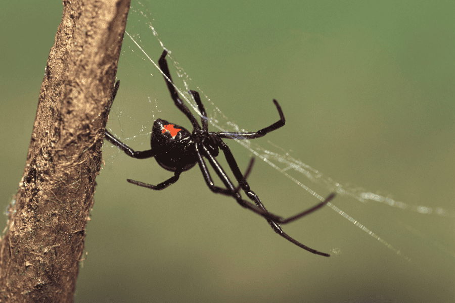 common Georgia spiders