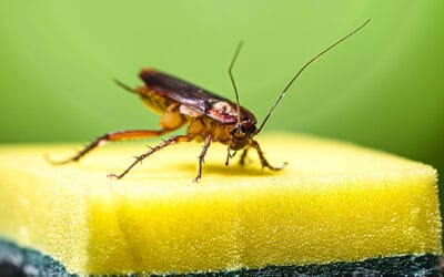 Are Roaches Dangerous To Your Health?