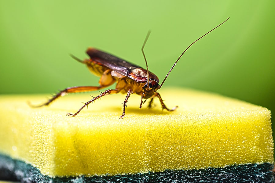 Are Roaches Dangerous To Your Health Northwest Exterminating