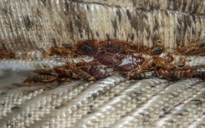 Why Can Traveling Increase My Chances of Bringing Bed Bugs Home?