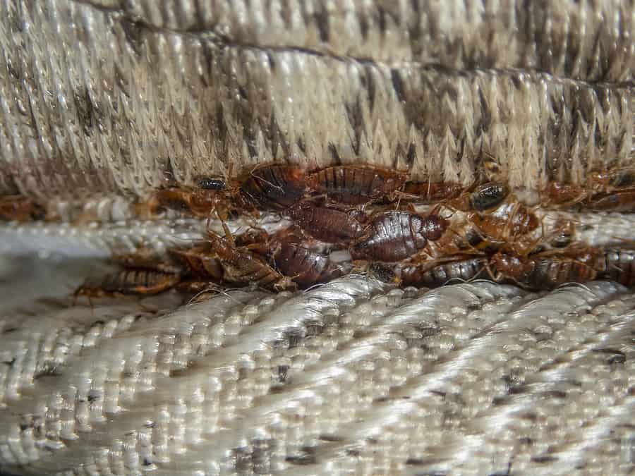 Why Can Traveling Increase My Chances of Bringing Bed Bugs Home?