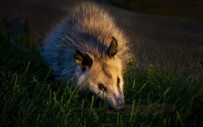 What Common Wildlife Can Get into My Home this Fall?