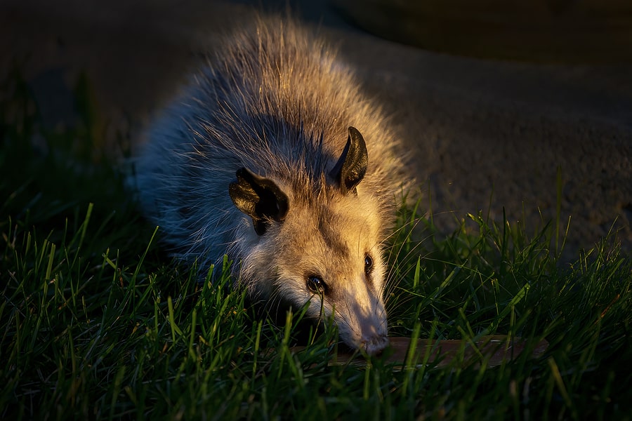 What Common Wildlife Can Get into My Home this Fall?