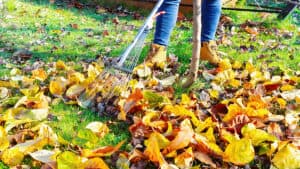 fall lawn care