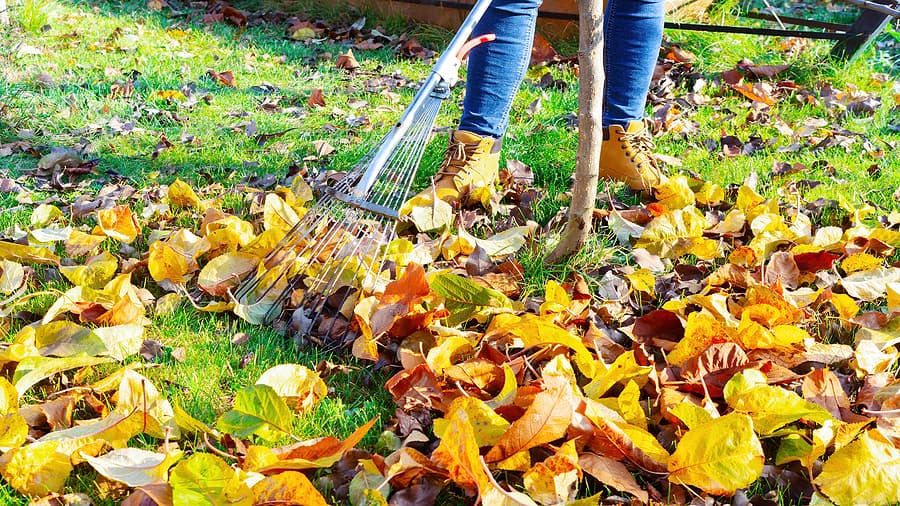 fall lawn care