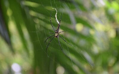 Does Fall Weather Impact Pest Activity?