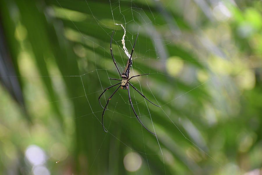 Does Fall Weather Impact Pest Activity?