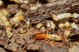 georgia termite season
