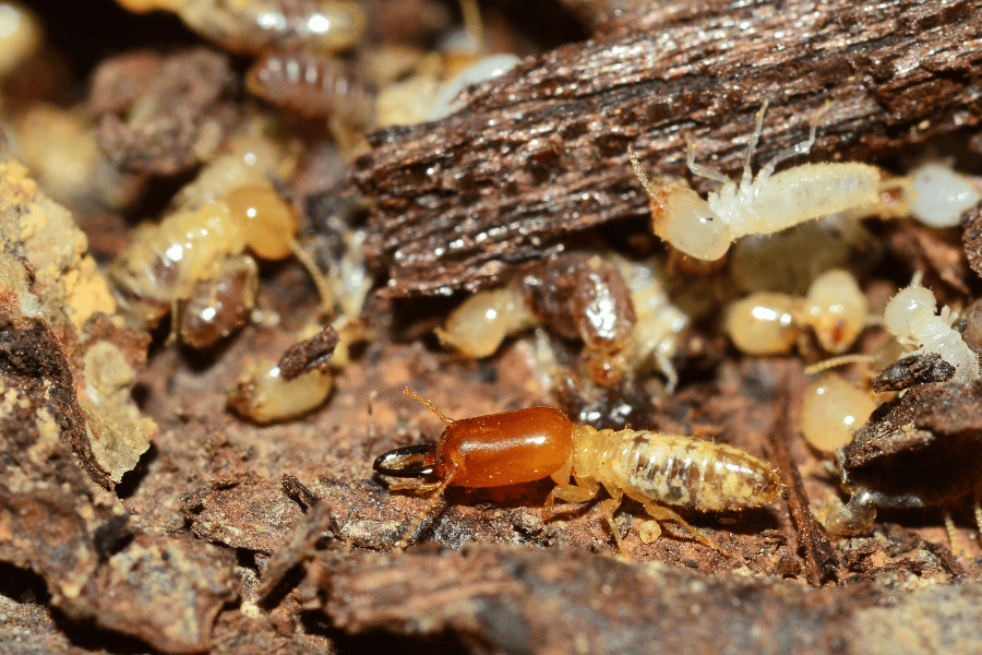 When Does Georgia Termite Season End?