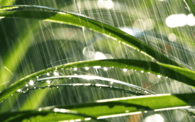 Caring for Your South Florida Lawn After Heavy Rains