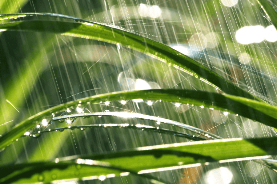 lawn care after heavy rains