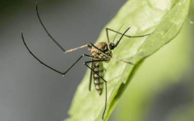 When Does Mosquito Season End in the Southeast?