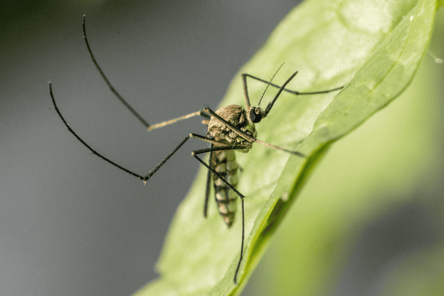 When Does Mosquito Season End in the Southeast?