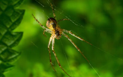 Natural Ways To Keep Spiders Away