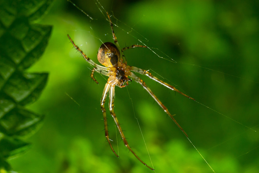 Natural Ways To Keep Spiders Away