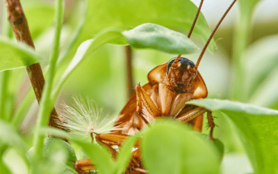 A Guide to Preventing Roaches in Your South Florida Home